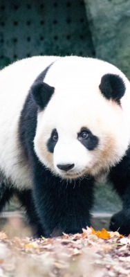 панда зоопарк листья