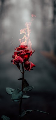 роза огонь пламя мрак