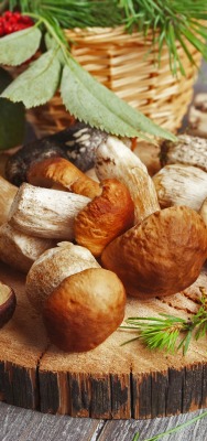 еда грибы food mushrooms