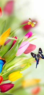 Бабочки тюльпаны цветы