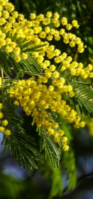 природа желтые цветы мимозы