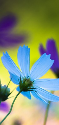 природа цветы синие nature flowers blue