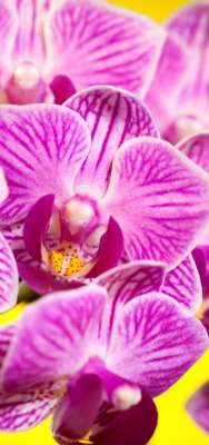 природа цветы розовые орхидеи nature flowers pink orchids