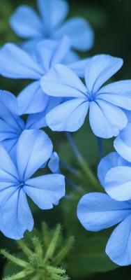 цветы голубые лепестки листья