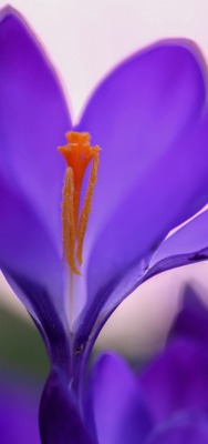 цветок крокусы фиолетовый