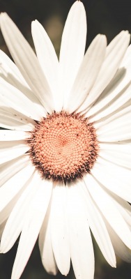 ромашка лепестки цветок белый крупный план