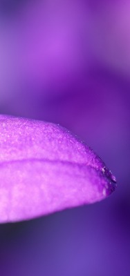 цветок фиолетовый макро лепестки бутон