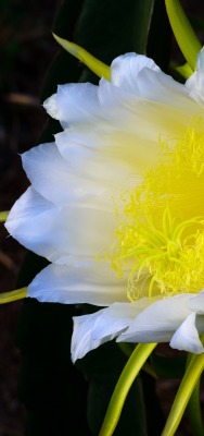 цветок бутон желтый белый крупный план макро