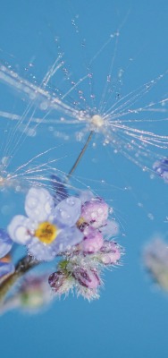 цветы голубые небо одуванчик