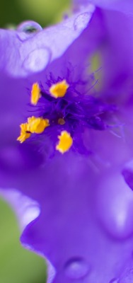 цветок фиолетовый пестик