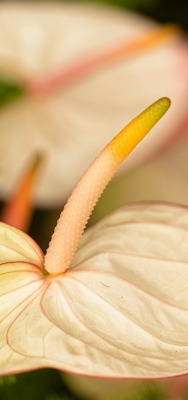 антуриум цветок растение крупный план