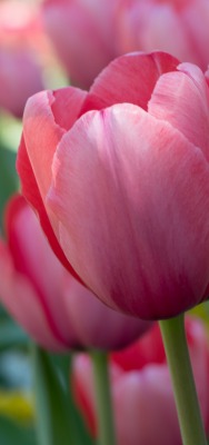 тюльпаны розовый поле цветы