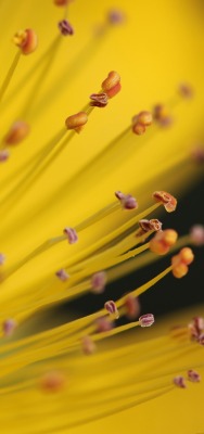 цветок желтый тычинка макро