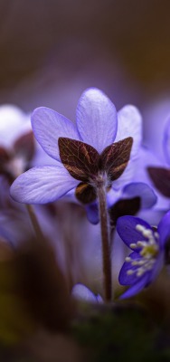 гепатика цветок фиолетовый
