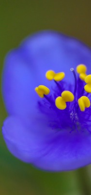 цветок синий макро