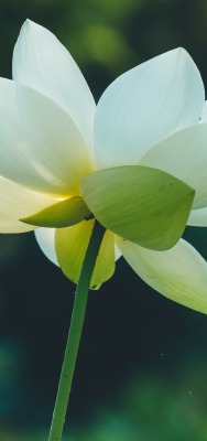 цветок лотос лепестки