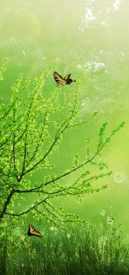 Зелень, бабочки, книга
