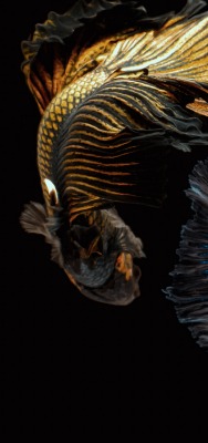 рыба бойцовская на черном фоне