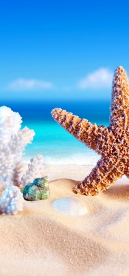 морская звезда ракушки море пляж песок