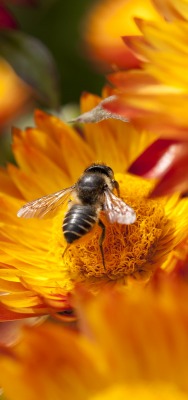 Пчела цветок опыление