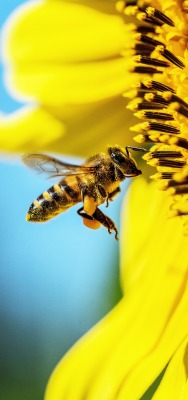 пчела подсолнух желтый цветок