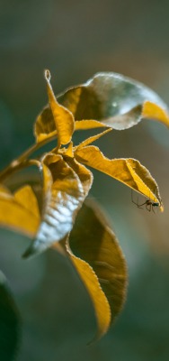 макро паук боке листья