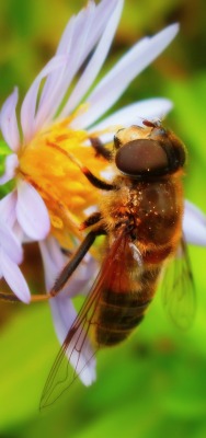 пчела цветок макро