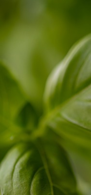 лист зеленый макро