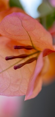 цветок розовый макро