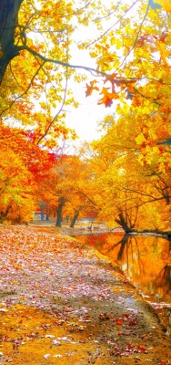 Осень речка деревья клен листья