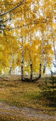 природа деревья березы осень