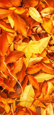 листья осень осенние листья желтый