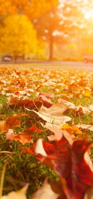 поляна листья осень солнечный свет