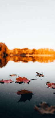 осень озеро вода листья отражение