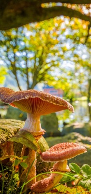осень грибы водоем деревья