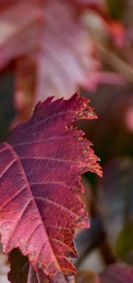 лист осень бордовый