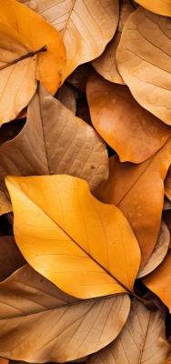 листья осень крупный план желтые