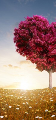 дерево сердце