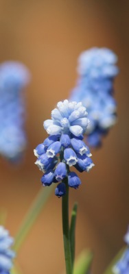 Синие цветы flowers