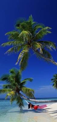 Пальмы берег