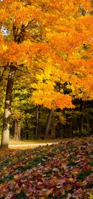 природа деревья осень листья