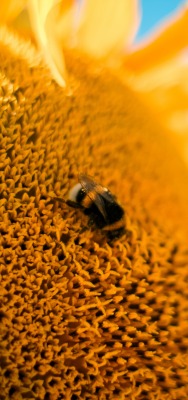 подсолнух шмель sunflower bumblebee
