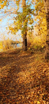 осень дорога река autumn road river