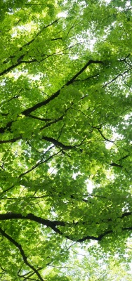 природа деревья ветки листья nature trees branches leaves