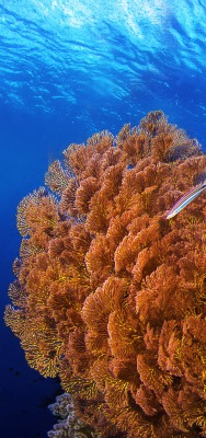 подводный мир кораллы underwater world corals