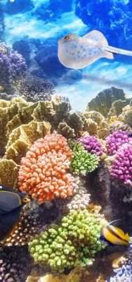 природа животные рыбы риф кораллы море