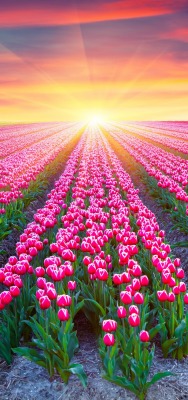 тюльпаны поле закат