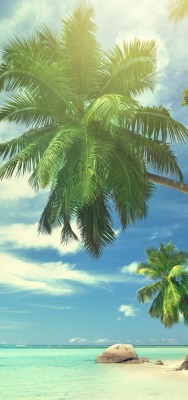 Пальмы море пляж лето