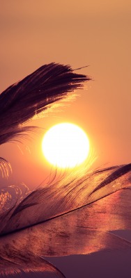 солнце перья