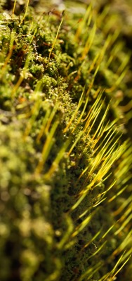 трава мох макро крупный план зелень